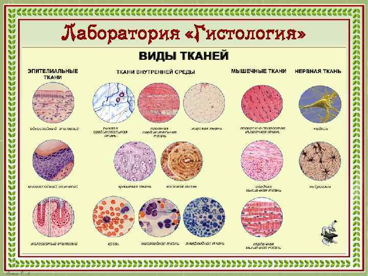 Лаборатория «Гистология» 