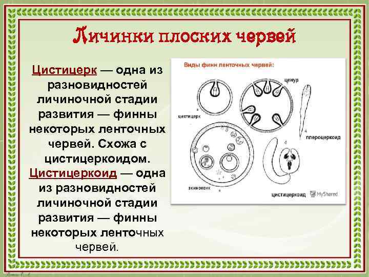 Личинки плоских червей Цистицерк — одна из разновидностей личиночной стадии развития — финны некоторых