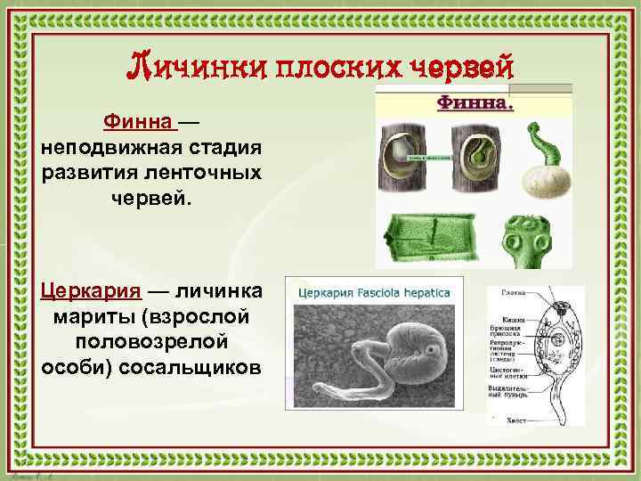 Личинки плоских червей Финна — неподвижная стадия развития ленточных червей. Церкария — личинка мариты