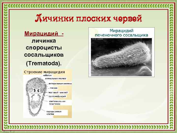 Личинки плоских червей Мирацидий личинка спороцисты сосальщиков (Trematoda). 