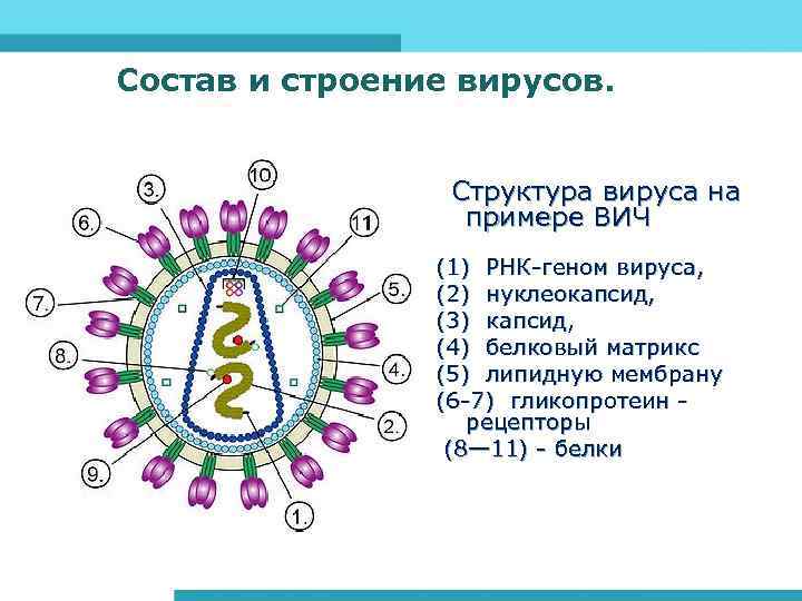 Состав и строение вирусов. Структура вируса на примере ВИЧ (1) РНК-геном вируса, (2) нуклеокапсид,