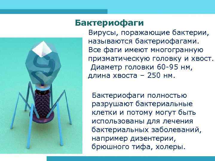 Бактериофаги Вирусы, поражающие бактерии, называются бактериофагами. Все фаги имеют многогранную призматическую головку и хвост.