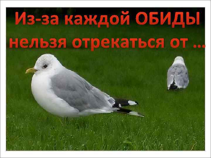 Из-за каждой ОБИДЫ нельзя отрекаться от … 