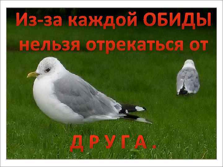 Из-за каждой ОБИДЫ нельзя отрекаться от ДРУГА. 