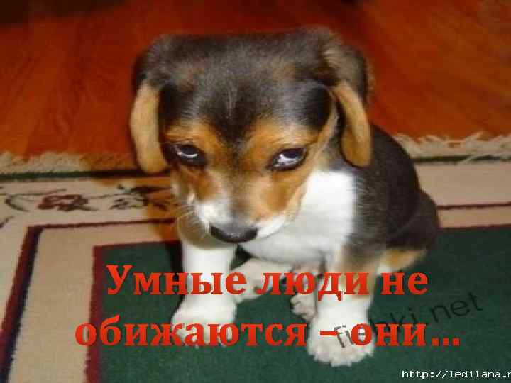 Умные люди не обижаются – они… 