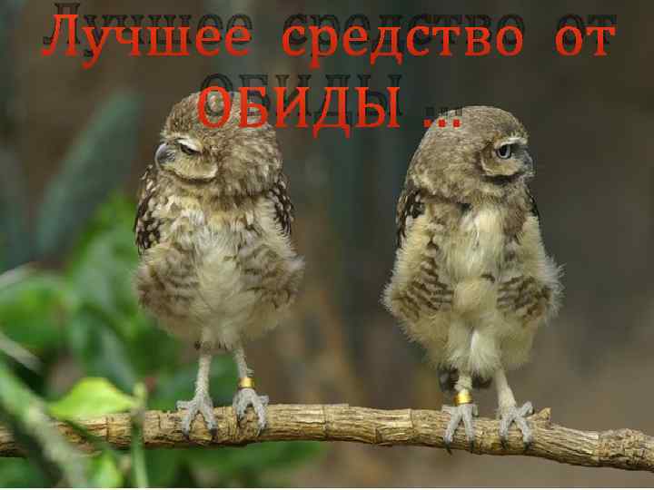 Лучшее средство от ОБИДЫ … 