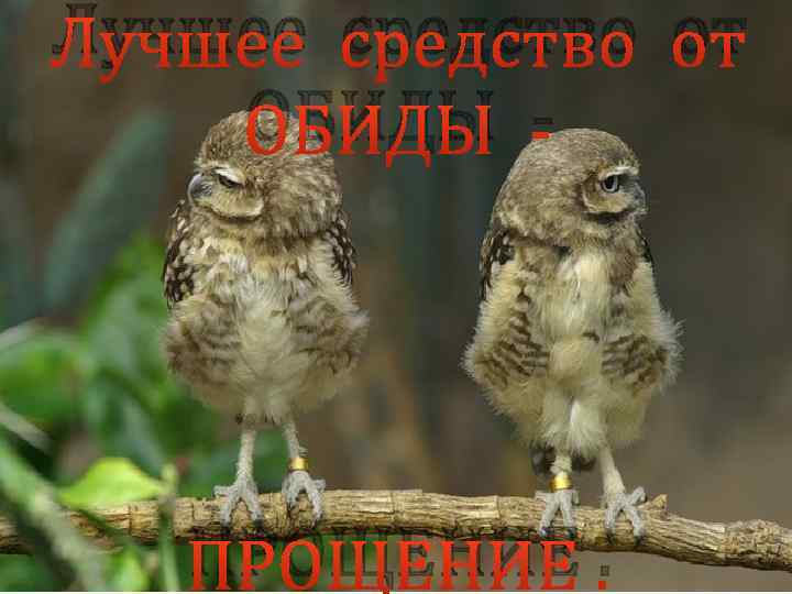 Лучшее средство от ОБИДЫ - ПРОЩЕНИЕ. 