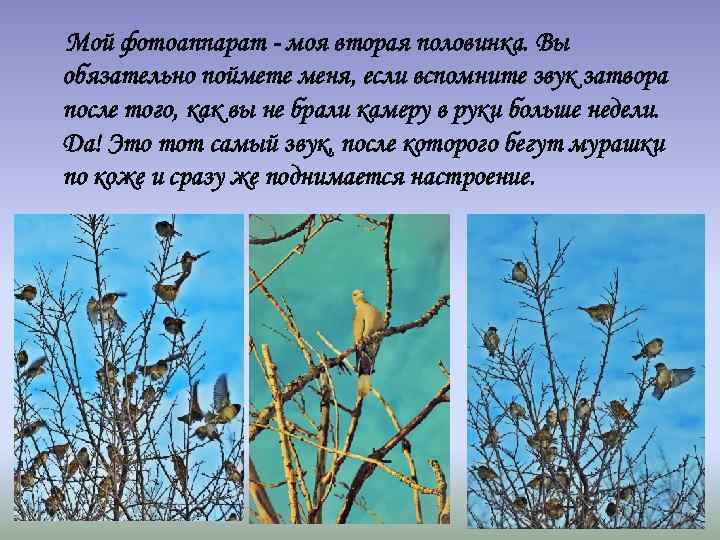 Мой фотоаппарат - моя вторая половинка. Вы обязательно поймете меня, если вспомните звук затвора