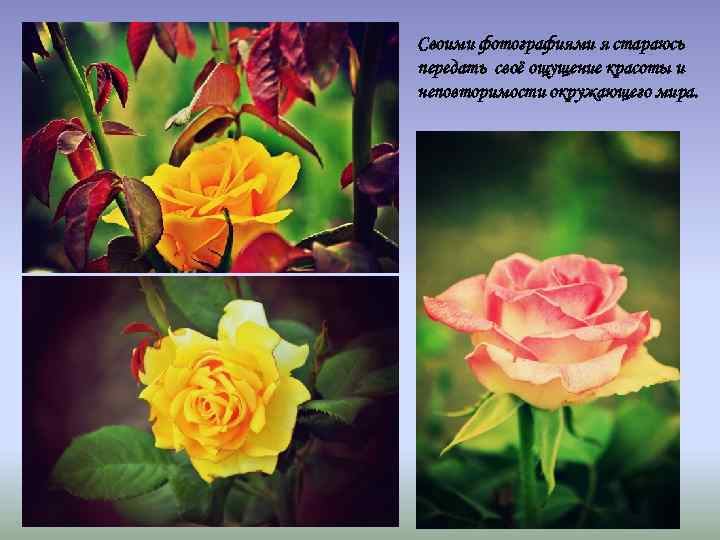 Своими фотографиями я стараюсь передать своё ощущение красоты и неповторимости окружающего мира. 