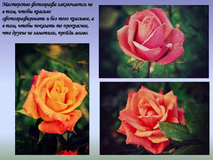 Мастерство фотографа заключается не в том, чтобы красиво сфотографировать и без того красивое, а