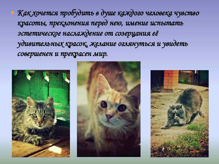  Как хочется пробудить в душе каждого человека чувство красоты, преклонения перед нею, имение