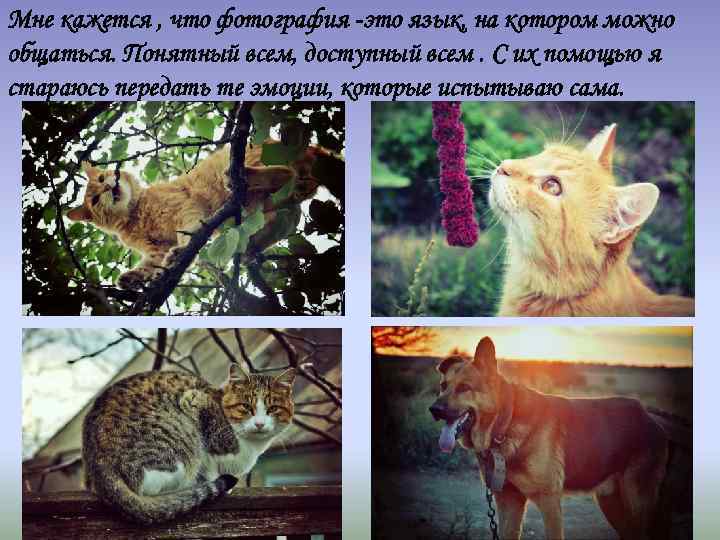 Мне кажется , что фотография -это язык, на котором можно общаться. Понятный всем, доступный