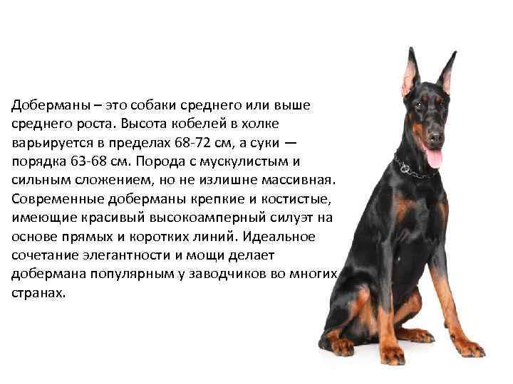 Доберманы – это собаки среднего или выше среднего роста. Высота кобелей в холке варьируется