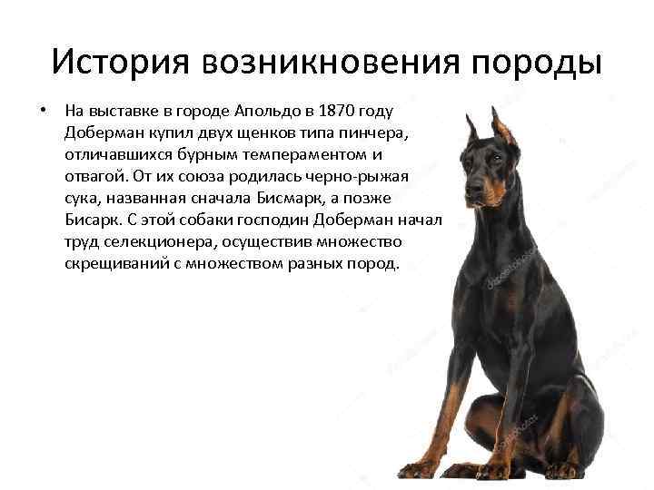 История возникновения породы • На выставке в городе Апольдо в 1870 году Доберман купил