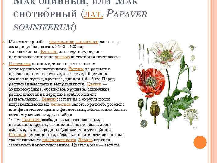 МАК О ПИЙНЫЙ, ИЛИ МАК СНОТВОРНЫЙ (ЛАТ. PAPAVER SOMNIFERUM) Мак снотворный — травянистое однолетнее