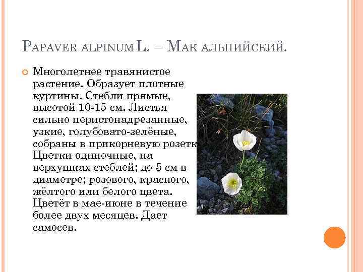 PAPAVER ALPINUM L. – МАК АЛЬПИЙСКИЙ. Многолетнее травянистое растение. Образует плотные куртины. Стебли прямые,