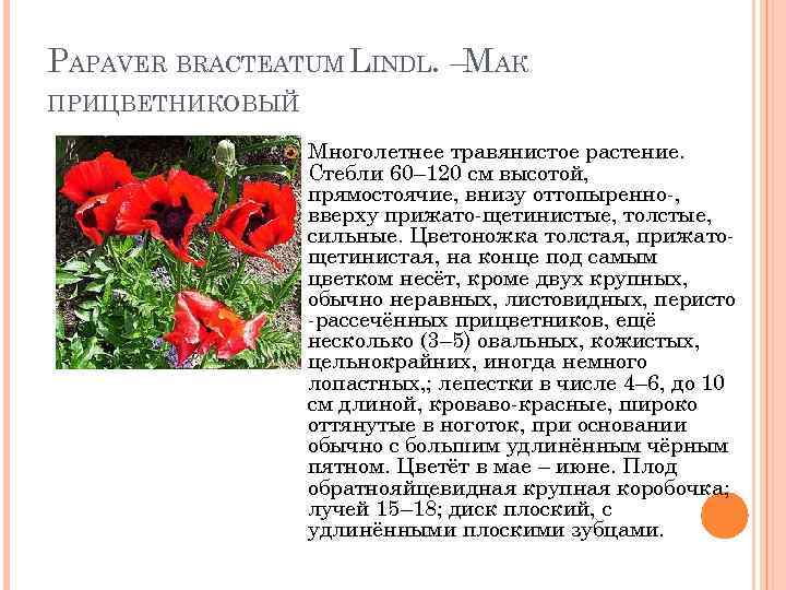 PAPAVER BRACTEATUM LINDL. –МАК ПРИЦВЕТНИКОВЫЙ Многолетнее травянистое растение. Стебли 60– 120 см высотой, прямостоячие,