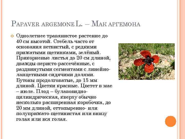 PAPAVER ARGEMONE L. – МАК АРГЕМОНА Однолетнее травянистое растение до 40 см высотой. Стебель