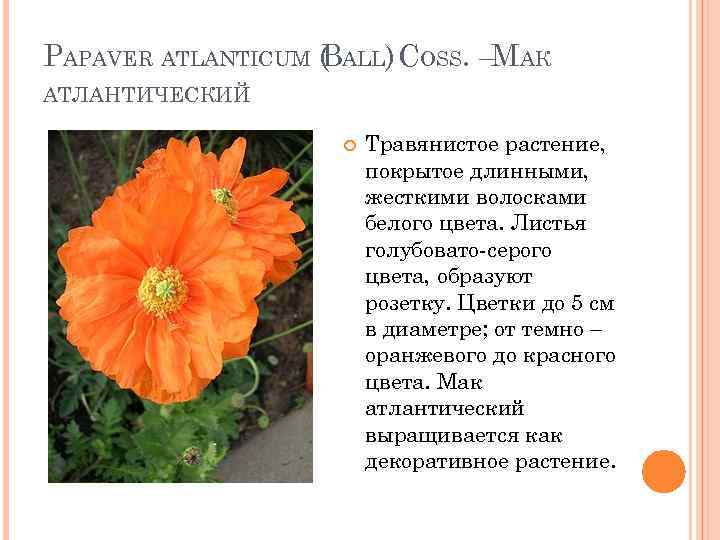 PAPAVER ATLANTICUM ( ALL) COSS. –МАК B АТЛАНТИЧЕСКИЙ Травянистое растение, покрытое длинными, жесткими волосками