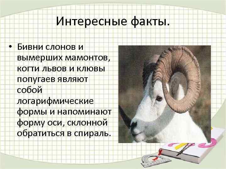 Интересные факты. • Бивни слонов и вымерших мамонтов, когти львов и клювы попугаев являют