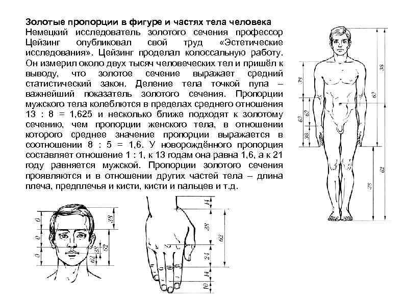 Золотые пропорции в фигуре и частях тела человека Немецкий исследователь золотого сечения профессор Цейзинг