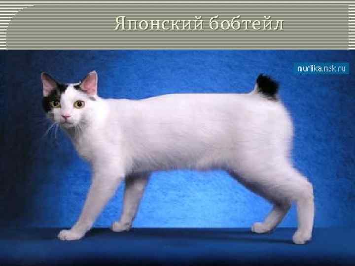 Японский бобтейл 