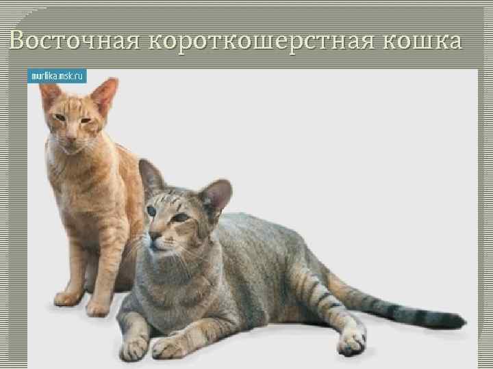 Восточная короткошерстная кошка 