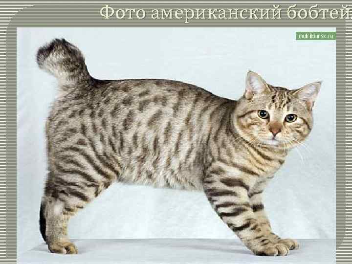 Фото американский бобтейл 