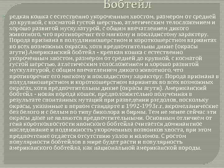 Бобтейл редкая кошка с естественно укороченным хвостом, размером от средней до крупной, с косматой