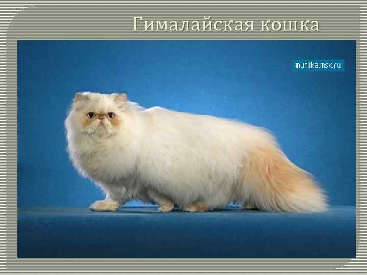 Гималайская кошка 