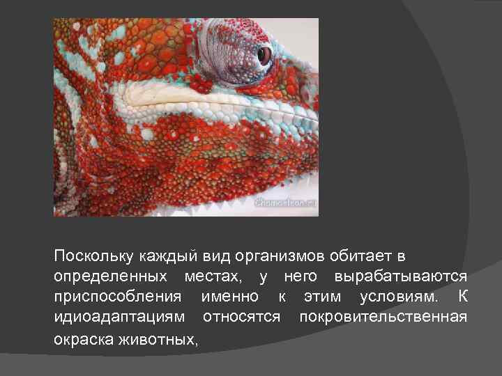 Поскольку каждый вид организмов обитает в определенных местах, у него вырабатываются приспособления именно к