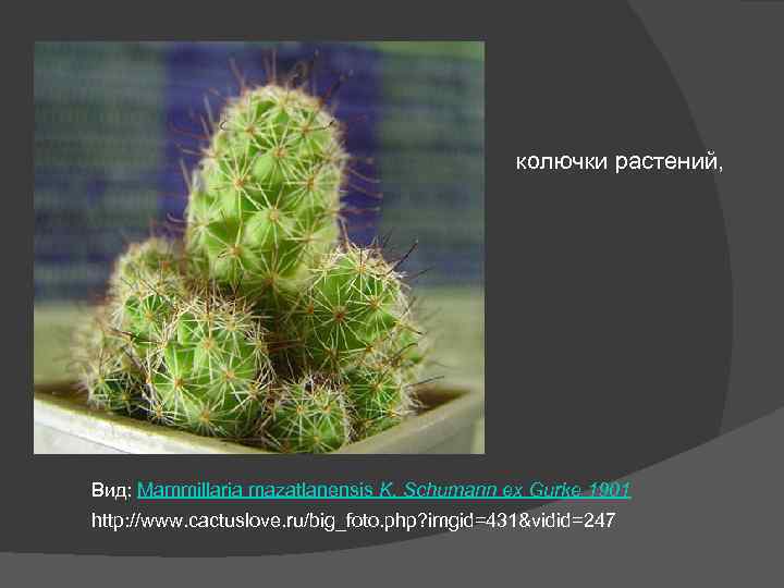 колючки растений, Вид: Mammillaria mazatlanensis K. Schumann ex Gurke 1901 http: //www. cactuslove. ru/big_foto.