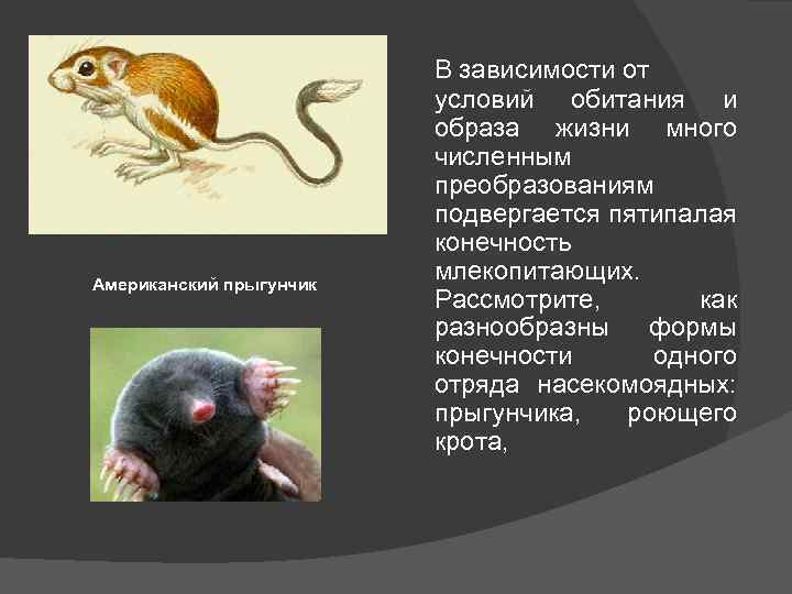 Американский прыгунчик В зависимости от условий обитания и образа жизни много численным преобразованиям подвергается