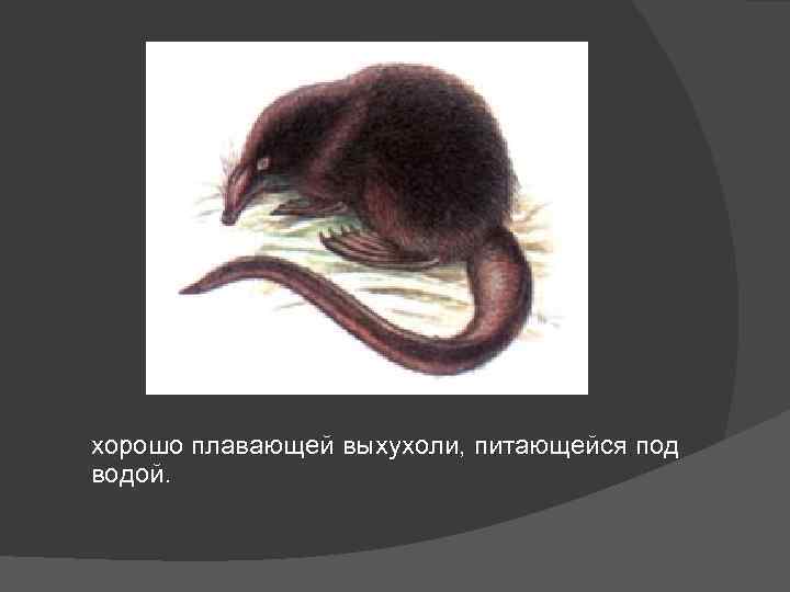 хорошо плавающей выхухоли, питающейся под водой. 