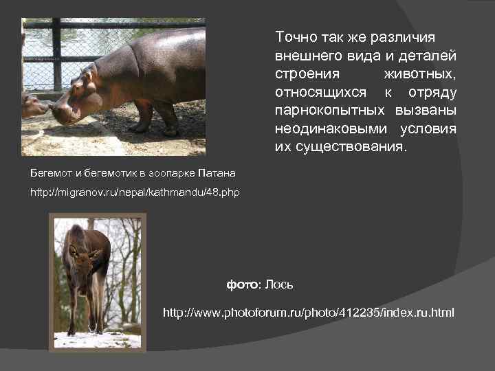 Точно так же различия внешнего вида и деталей строения животных, относящихся к отряду парнокопытных