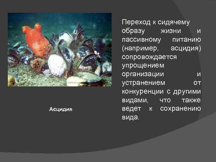 Асцидия Переход к сидячему образу жизни и пассивному питанию (например, асцидия) сопровождается упрощением организации