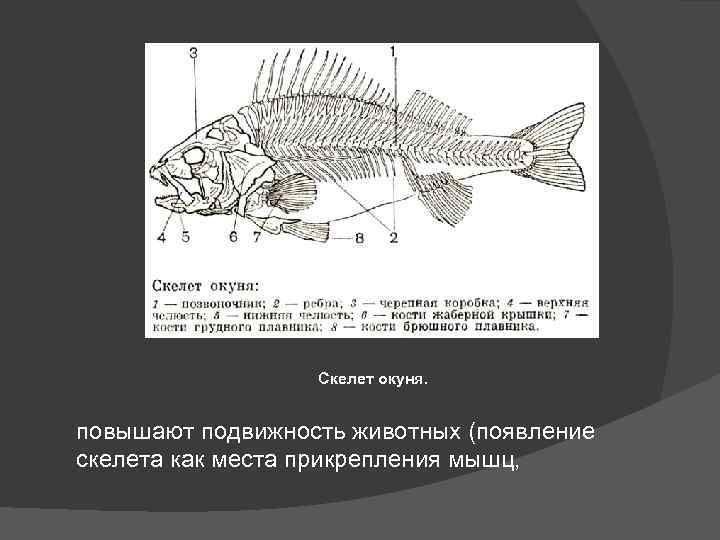 Скелет окуня. повышают подвижность животных (появление скелета как места прикрепления мышц, 