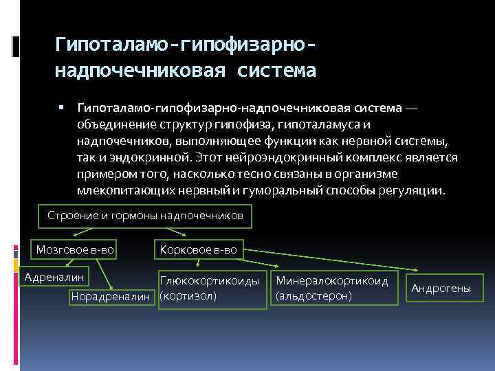 Гипоталамо-гипофизарнонадпочечниковая система Гипоталамо-гипофизарно-надпочечниковая система — объединение структур гипофиза, гипоталамуса и надпочечников, выполняющее функции как