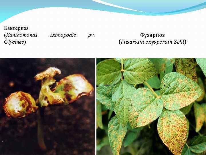 Бактериоз (Xanthomonas Glycines) axonopodis pv. Фузариоз (Fusarium oxysporum Schl) 