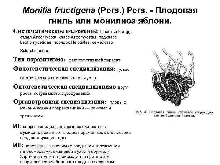 Monilia fructigena (Pers. ) Pers. - Плодовая гниль или монилиоз яблони. Систематическое положение: Царство