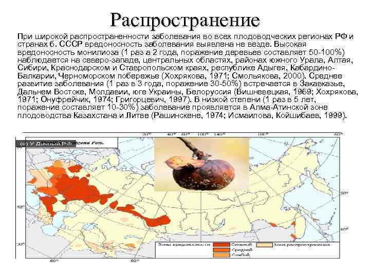 Распространение При широкой распространенности заболевания во всех плодоводческих регионах РФ и странах б. СССР