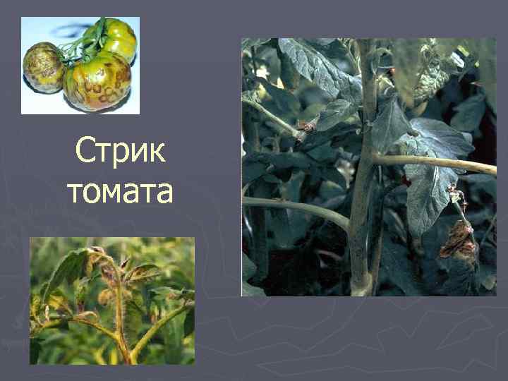 Вирусы томатов описание с фотографиями