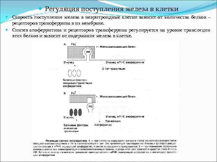  Регуляция поступления железа в клетки Скорость поступления железа в неэритроидные клетки зависит от