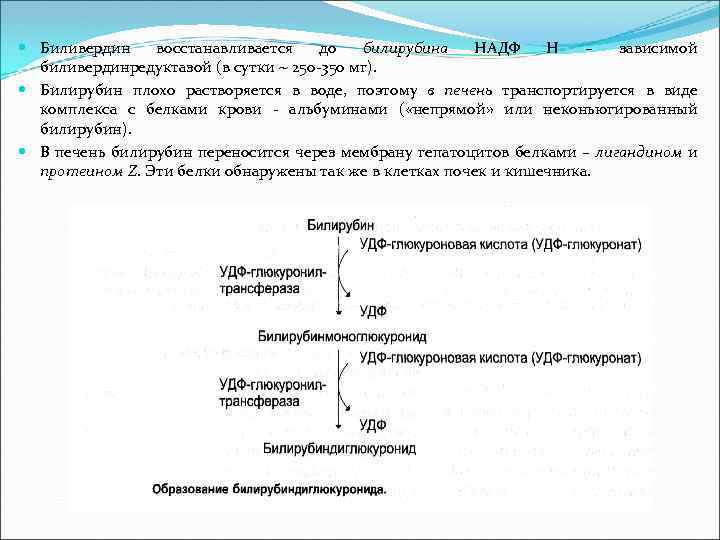  Биливердин восстанавливается до билирубина НАДФ Н – зависимой биливердинредуктазой (в сутки ~ 250