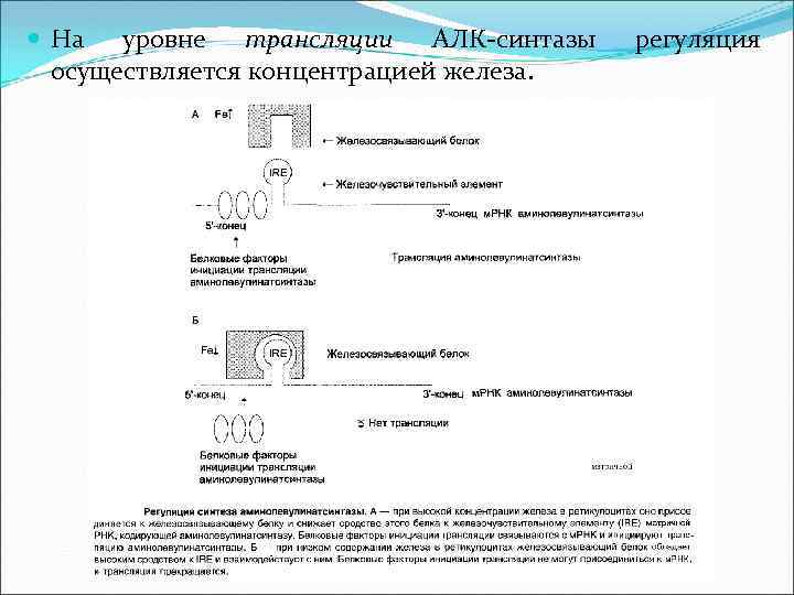  На уровне трансляции АЛК-синтазы осуществляется концентрацией железа. регуляция 
