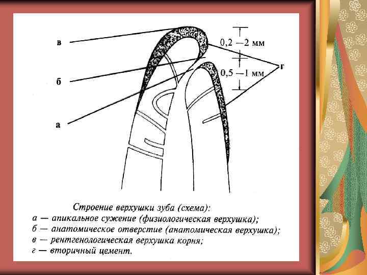 Верхушка корня. Схема строения верхушки корня зуба. Анатомическая и рентгенологическая верхушка зуба. Анатомическая и физиологическая верхушка корня. Строение анатомической и физиологической верхушки корня зуба.