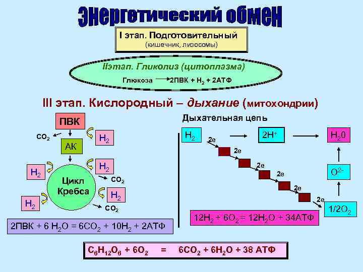 I этап. Подготовительный (кишечник, лизосомы) IIэтап. Гликолиз (цитоплазма) Глюкоза 2 ПВК + Н 2