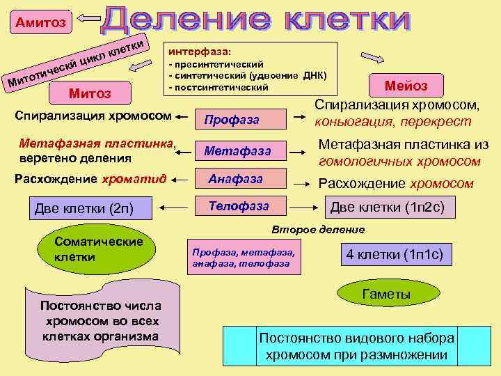 Амитоз с тиче о Мит ет л кл к ки и кй ц Митоз
