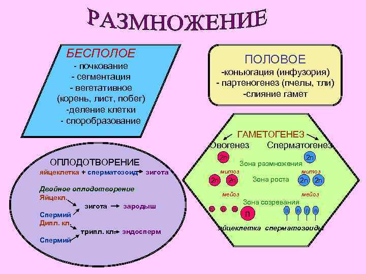 БЕСПОЛОЕ ПОЛОВОЕ - почкование - сегментация - вегетативное (корень, лист, побег) -деление клетки -