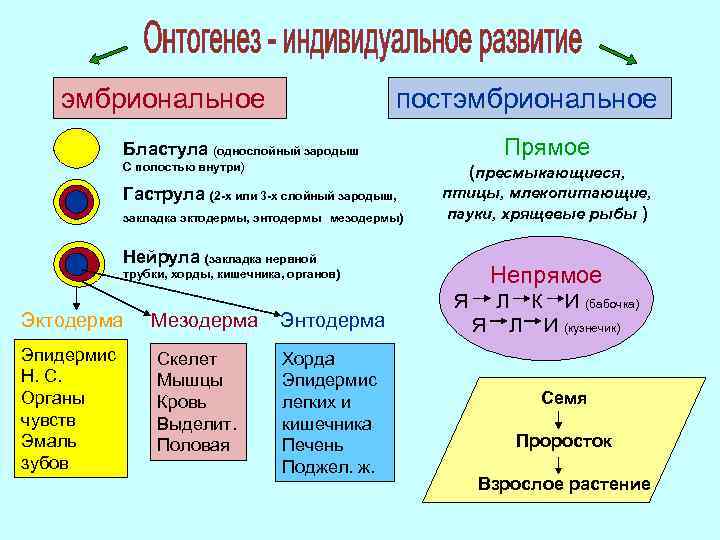 эмбриональное постэмбриональное Прямое Бластула (однослойный зародыш С полостью внутри) (пресмыкающиеся, Гаструла (2 -х или